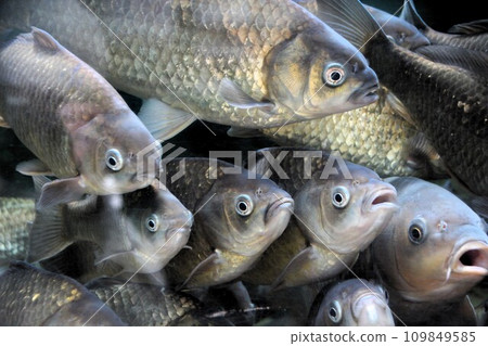 A flock of crucian carp gather in search of food 109849585