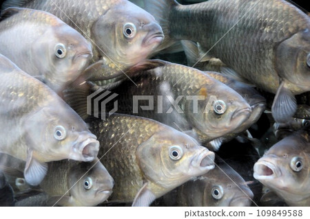 A flock of crucian carp gather in search of food 109849588