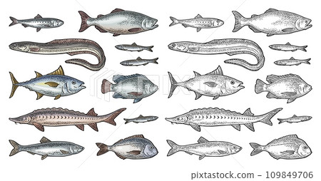 Whole fresh different types fish. Vector engraving vintage 109849706