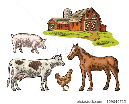 Organic farm. Cow, pig, chicken and horse free range. Vintage vector engraving. Isolated  109849715