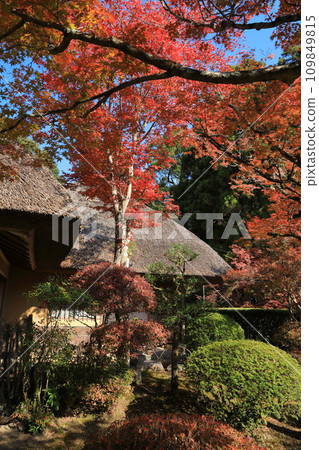 The Japanese scenery of Saga Kunen-an, where the bright red autumn leaves shine on the thatched roof 109849815