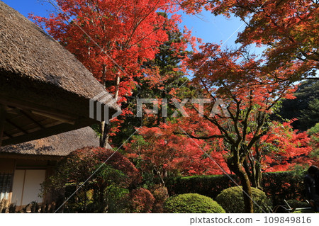 Autumn scenery of Saga Kutenan colored with fiery autumn leaves Autumn scenery of Saga Kutenan colored with fiery autumn leaves 109849816