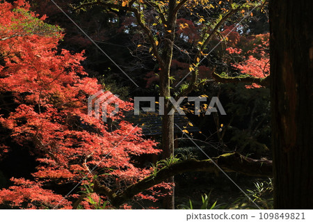 The scenery of bright red autumn leaves coloring the darkness of the forest The scenery of bright red autumn leaves coloring the darkness of the forest 109849821