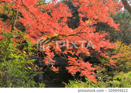 Beautiful fiery autumn leaves at Kunen-an, Saga Beautiful fiery autumn leaves at Kunen-an, Saga 109849822