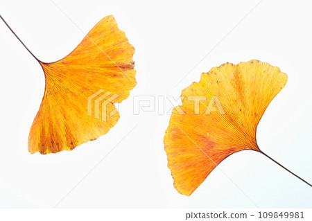 Fallen leaves and remnants of autumn 109849981