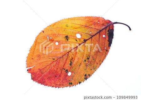 Fallen leaves and remnants of autumn Fallen leaves and remnants of autumn 109849993