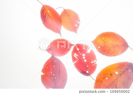 落葉和秋天的殘餘 109850002