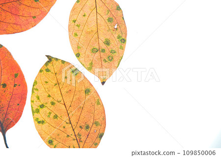 落葉和秋天的殘餘 落葉和秋天的殘餘 109850006