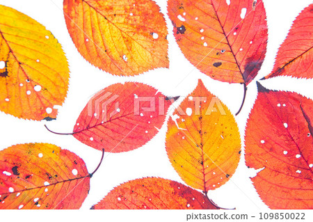 落葉和秋天的殘餘 落葉和秋天的殘餘 109850022