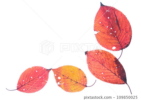 Fallen leaves and remnants of autumn 109850025