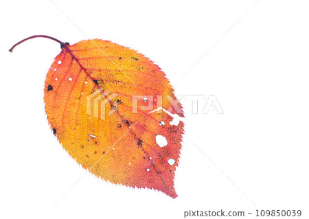Fallen leaves and remnants of autumn Fallen leaves and remnants of autumn 109850039