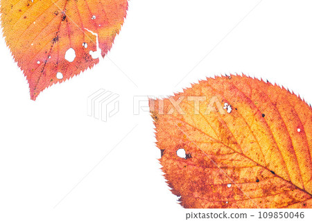 Fallen leaves and remnants of autumn 109850046