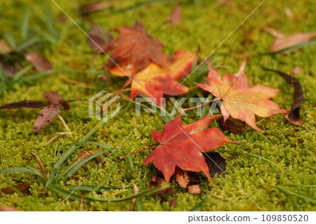 Autumn leaves 109850520