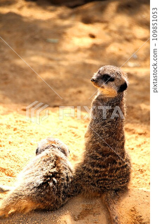 friendly meerkats 109851053