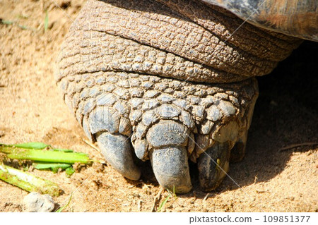 giant tortoise foot giant tortoise foot 109851377