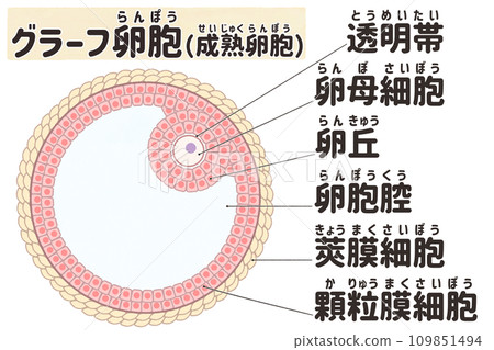 Easy-to-understand Japanese illustration of Graf's follicle (mature follicle) 109851494