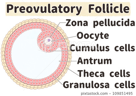 簡單易懂的格拉夫卵泡英文圖解（成熟卵泡） 109851495