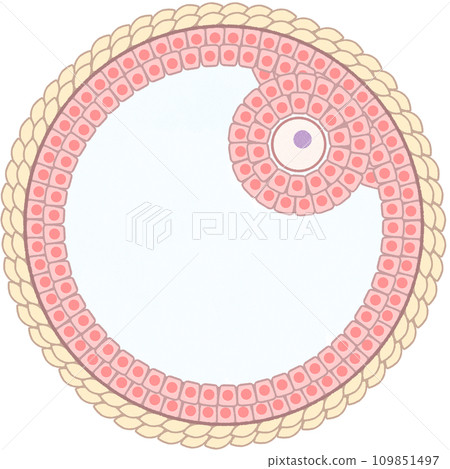 易於理解的格拉夫卵泡（成熟卵泡）插圖，無文字 109851497