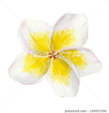 White frangipani illustration. Watercolor hand drawn clip art of exotic flower plumeria. Tropical painting for wedding invitations, spa and massage salon prints, cosmetic packing, travel guides 109851506