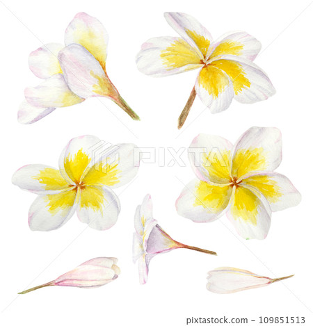 White frangipani illustration. Watercolor hand drawn clip art of exotic flower plumeria. Tropical painting for wedding invitations, spa and massage salon prints, cosmetic packing, travel guides White frangipani illustration. Watercolor hand drawn clip art of exotic flower plumeria. Tropical painting for wedding invitations, spa and massage salon prints, cosmetic packing, travel guides 109851513