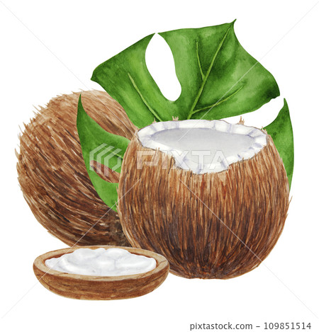 Coconut with leaves botanical illustration isolated on white background Coconut with leaves botanical illustration isolated on white background 109851514