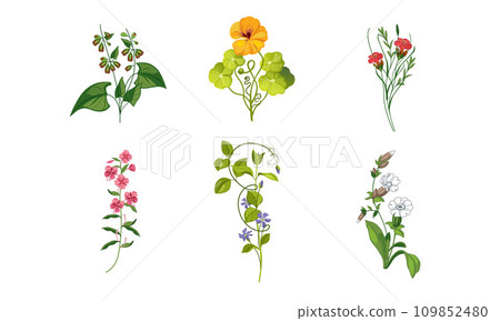 Collection of Blooming Garden Flowers, Decorative Natural Floral Elements Vector Illustration 109852480