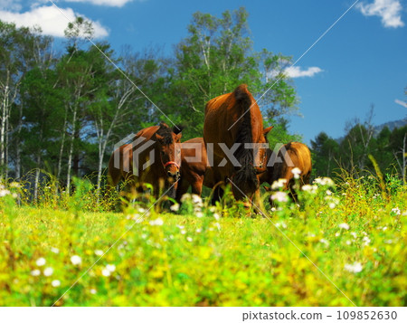 Kisouma village in early autumn, Kisouma eating Asteraceae flowers Kisouma village in early autumn, Kisouma eating Asteraceae flowers 109852630