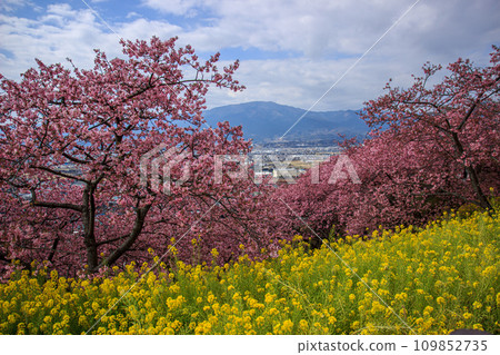 Cityscape seen from Matsuda city with Kawazu cherry blossoms blooming Cityscape seen from Matsuda city with Kawazu cherry blossoms blooming 109852735
