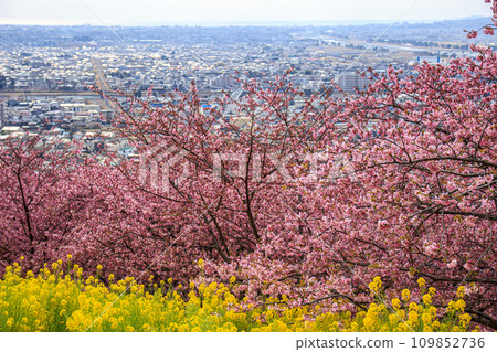 Cityscape seen from Matsuda city with Kawazu cherry blossoms blooming Cityscape seen from Matsuda city with Kawazu cherry blossoms blooming 109852736