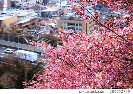 The cityscape seen from the hill where Kawazu cherry blossoms bloom 109852739