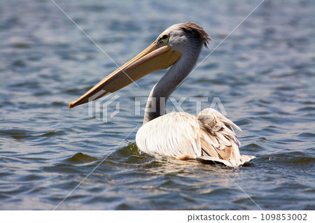 Great white pelican floating on Lake Naivasha, Kenya 109853002