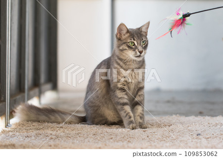 Adorable pet cat playing toy at home 109853062