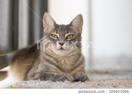 Happy cat pet indoor portrait Happy cat pet indoor portrait 109853066