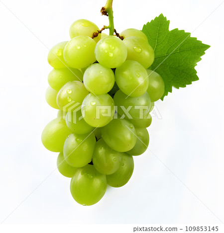 馬斯喀特 109853145