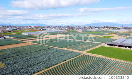 Japanese Farmer Fukaya Negi Field Aerial Drone Photography Japanese Farmer Fukaya Negi Field Aerial Drone Photography 109853240