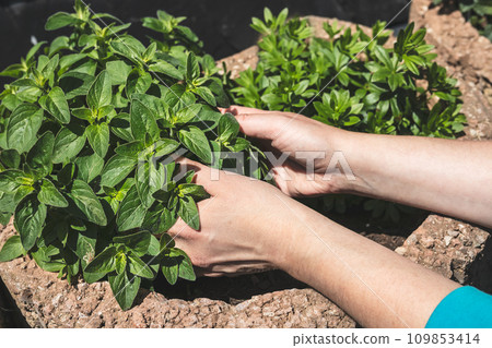 Hands of a woman plant aromatic herbs in the garden, close up, home gardening as hobby and natural food concept 109853414