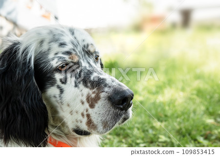 English setter dog close-up with copy space 109853415