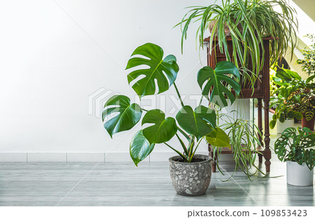 Monstera, chlorophytum and other indoors plants in the room with light walls, indoor garden concept 109853423