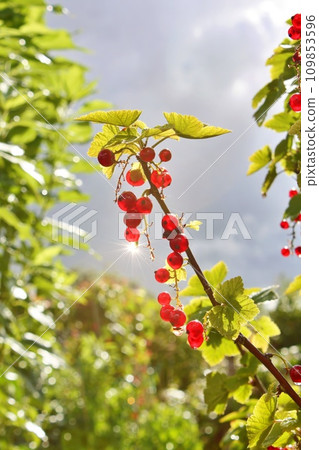 Redcurrants growing on a bush 109853596