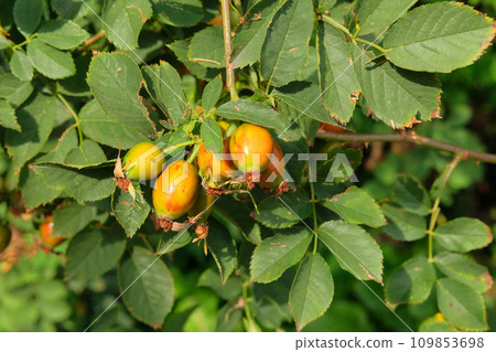 Rose seeds on a bush in garden. Roses background in flowers garden. Aromatic flowers in rural garden. Rose seeds on a bush in garden. Roses background in flowers garden. Aromatic flowers in rural garden. 109853698