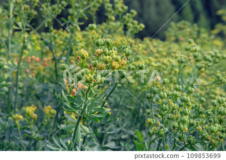 Seeds of Ruta graveolens. Aromatic flowers in rural garden. Seeds of Ruta graveolens. Aromatic flowers in rural garden. 109853699