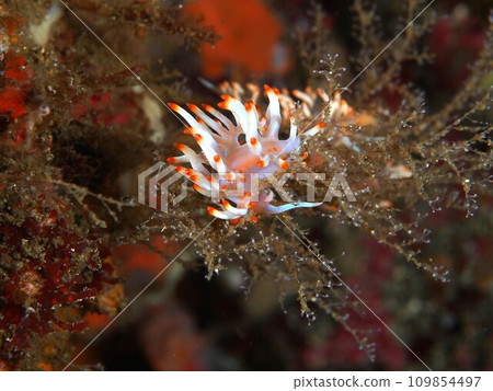 Sakishima sea slug pair 109854497