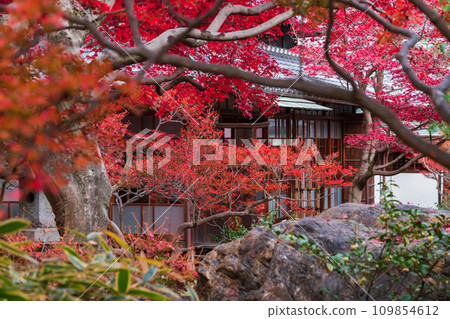 秋天的舊林家宅邸和庭園(愛知縣一宮市) 秋天的舊林家宅邸和庭園(愛知縣一宮市) 109854612