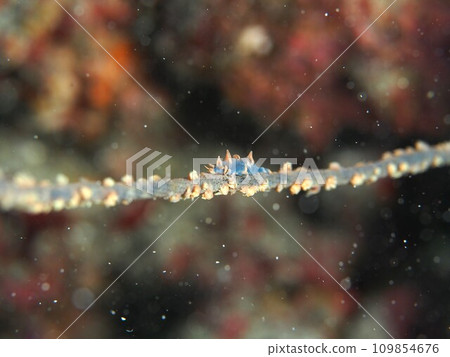 Bishamon shrimp 109854676