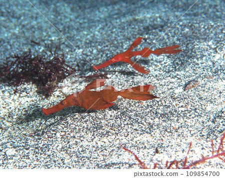 Razorfly Pair 109854700