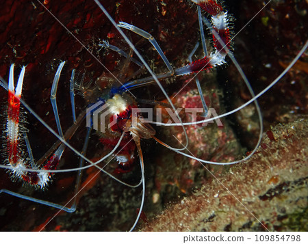 Otidome shrimp Otidome shrimp 109854798