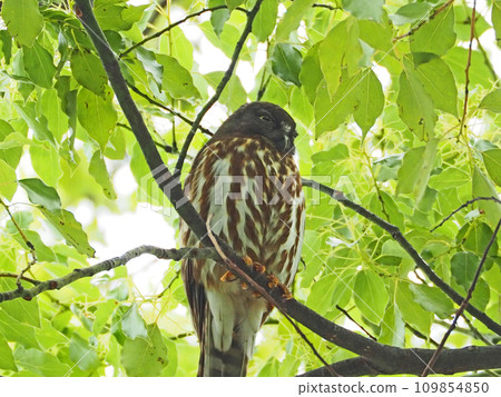 A migratory bird in a tree A yellow iris gannet 109854850