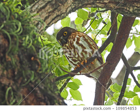 樹上的候鳥 黃色的虹膜塘鵝 109854853
