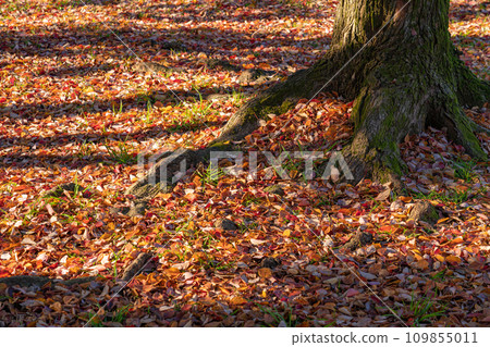 Fallen leaves/winter image Fallen leaves/winter image 109855011