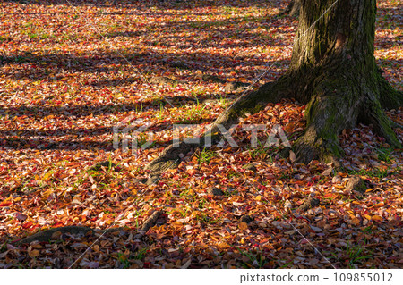 Fallen leaves/winter image 109855012